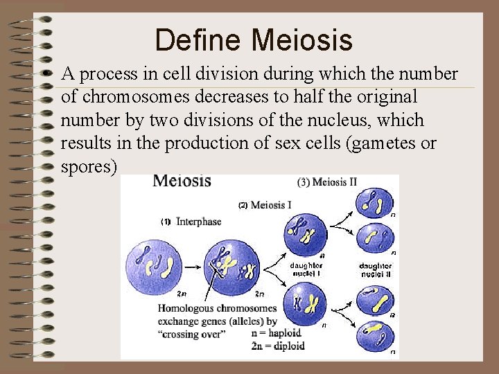 Define Meiosis • A process in cell division during which the number of chromosomes