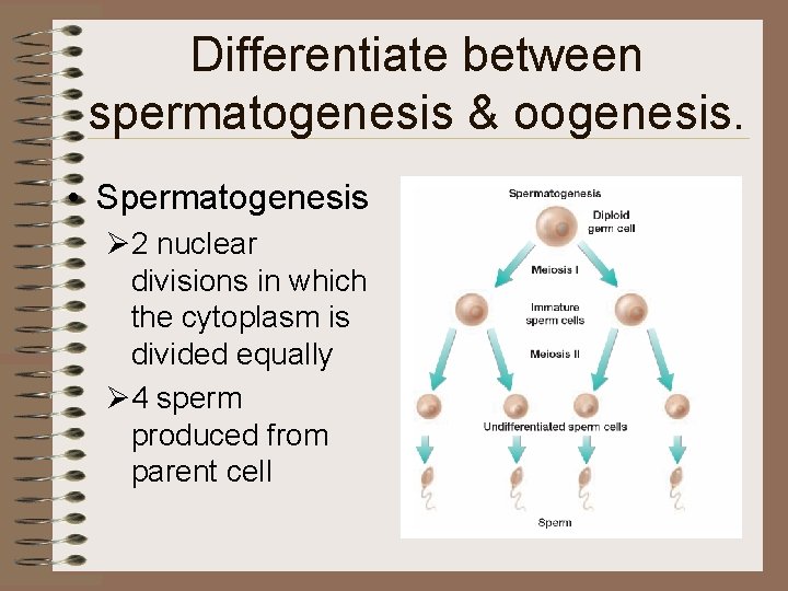 Differentiate between spermatogenesis & oogenesis. • Spermatogenesis Ø 2 nuclear divisions in which the