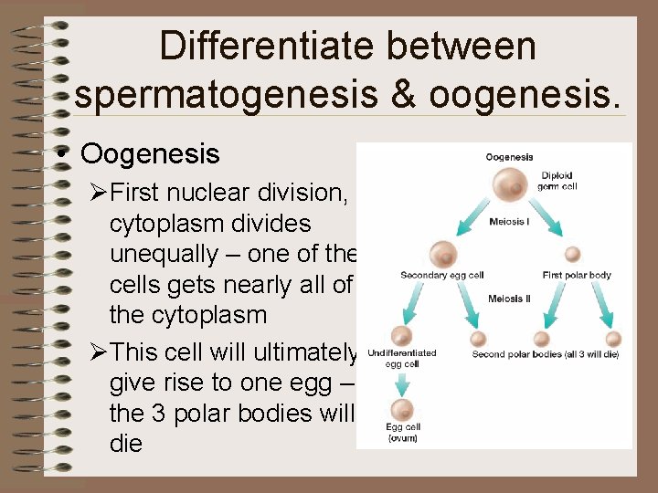 Differentiate between spermatogenesis & oogenesis. • Oogenesis ØFirst nuclear division, cytoplasm divides unequally –