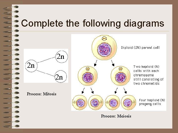 Complete the following diagrams 2 n 2 n 2 n Process: Mitosis Process: Meiosis