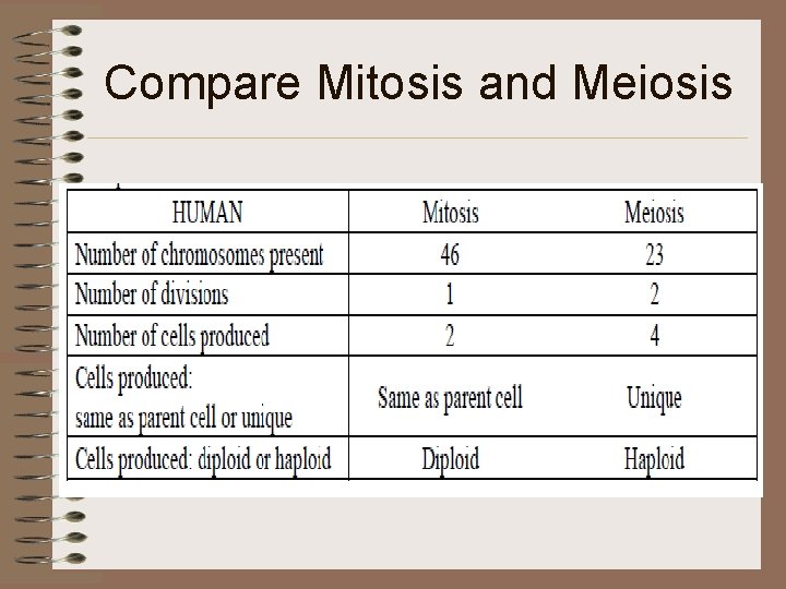 Compare Mitosis and Meiosis 