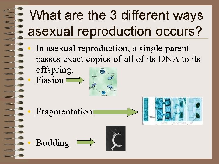 What are the 3 different ways asexual reproduction occurs? • In asexual reproduction, a
