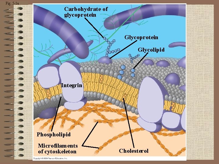 Fig. 5 -1 a Carbohydrate of glycoprotein Glycolipid Integrin Phospholipid Microfilaments of cytoskeleton Cholesterol