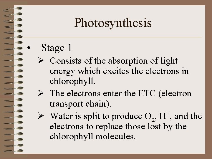 Photosynthesis • Stage 1 Ø Consists of the absorption of light energy which excites