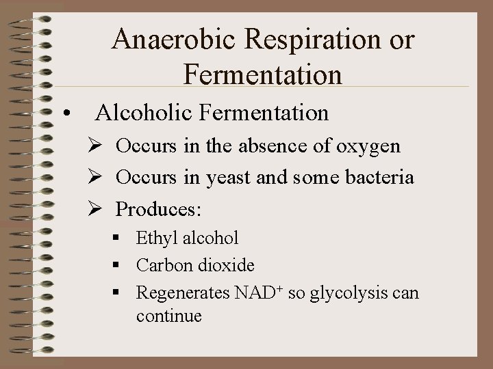 Anaerobic Respiration or Fermentation • Alcoholic Fermentation Ø Occurs in the absence of oxygen
