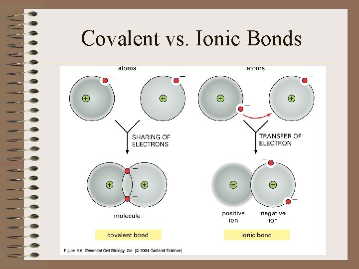 Covalent vs. Ionic Bonds 