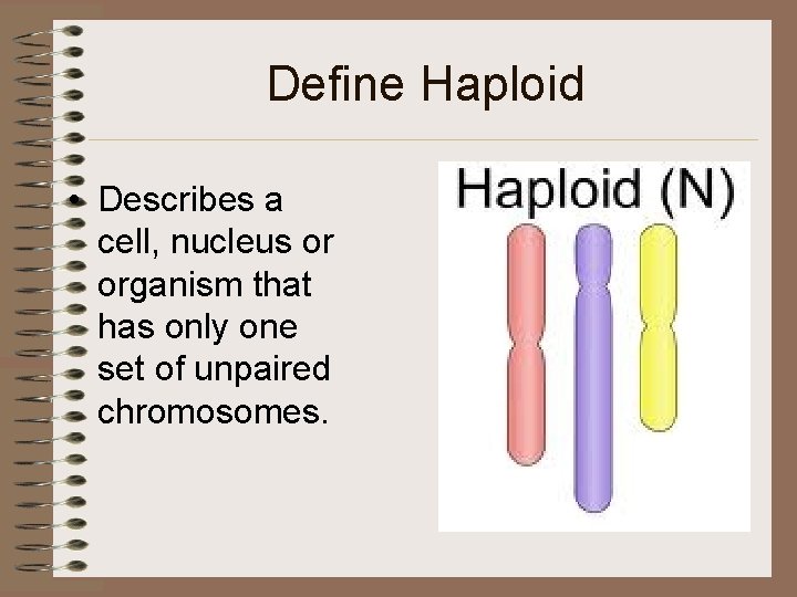 Define Haploid • Describes a cell, nucleus or organism that has only one set