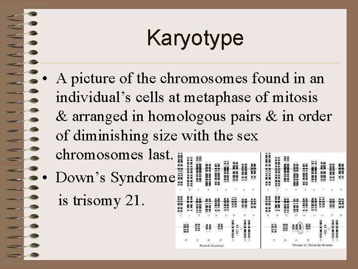 Karyotype • A picture of the chromosomes found in an individual’s cells at metaphase