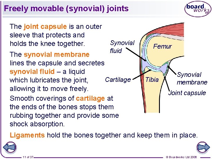 Freely movable (synovial) joints The joint capsule is an outer sleeve that protects and