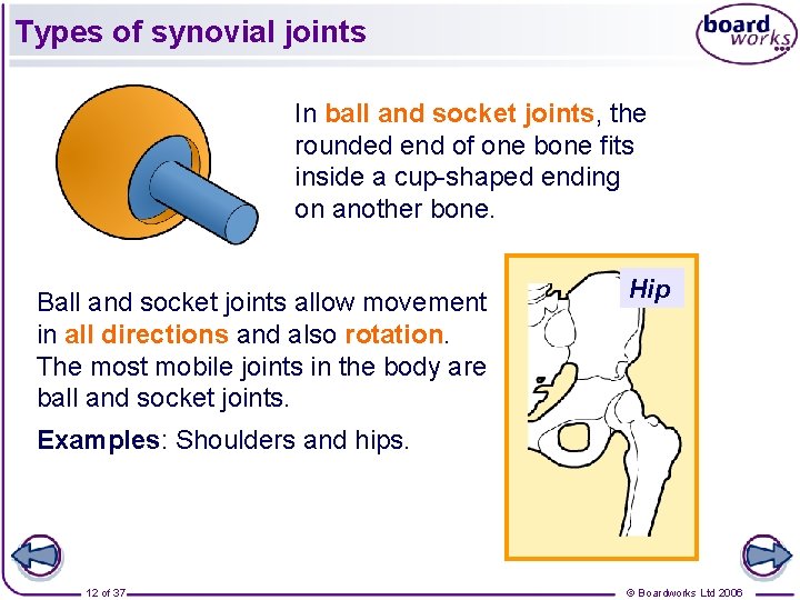 Types of synovial joints In ball and socket joints, the rounded end of one