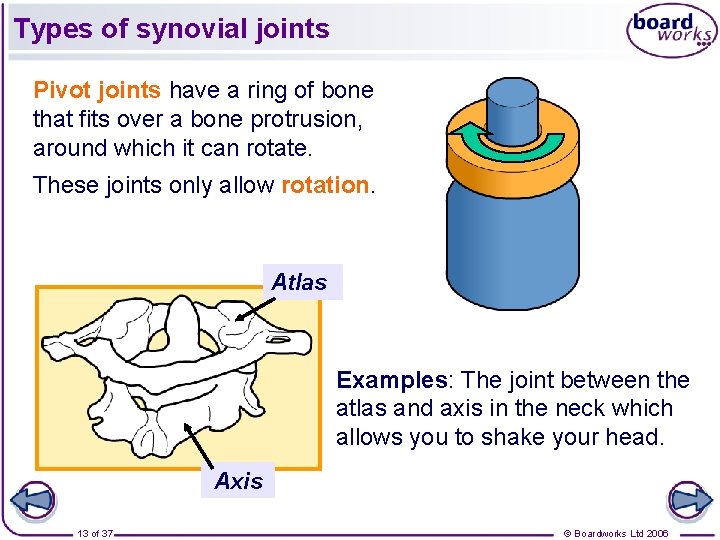 Types of synovial joints Pivot joints have a ring of bone that fits over