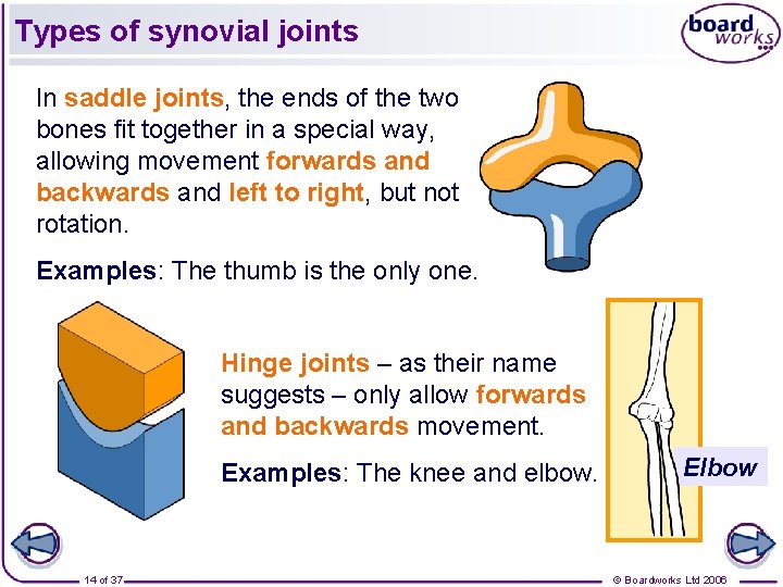 Types of synovial joints In saddle joints, the ends of the two bones fit