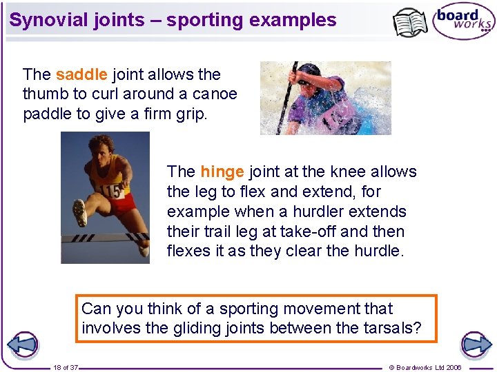 Synovial joints – sporting examples The saddle joint allows the thumb to curl around