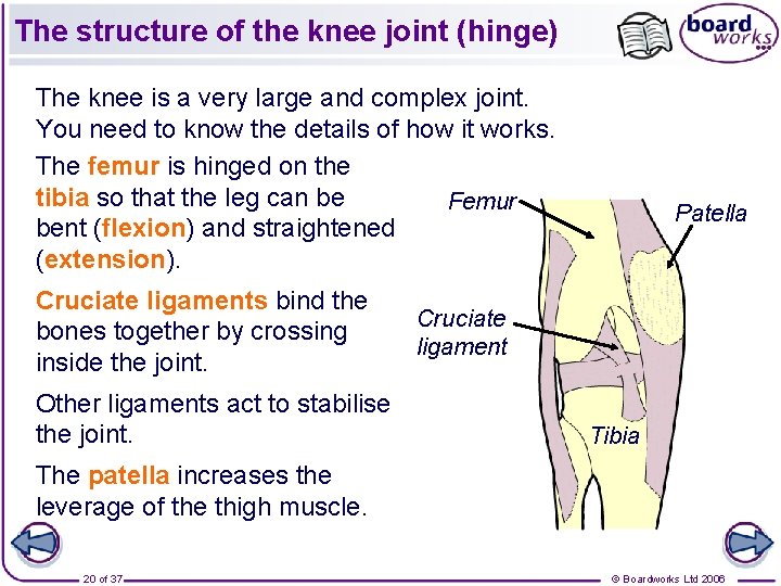 The structure of the knee joint (hinge) The knee is a very large and