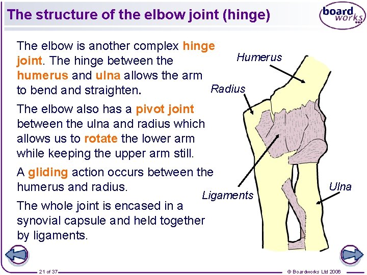 The structure of the elbow joint (hinge) The elbow is another complex hinge Humerus