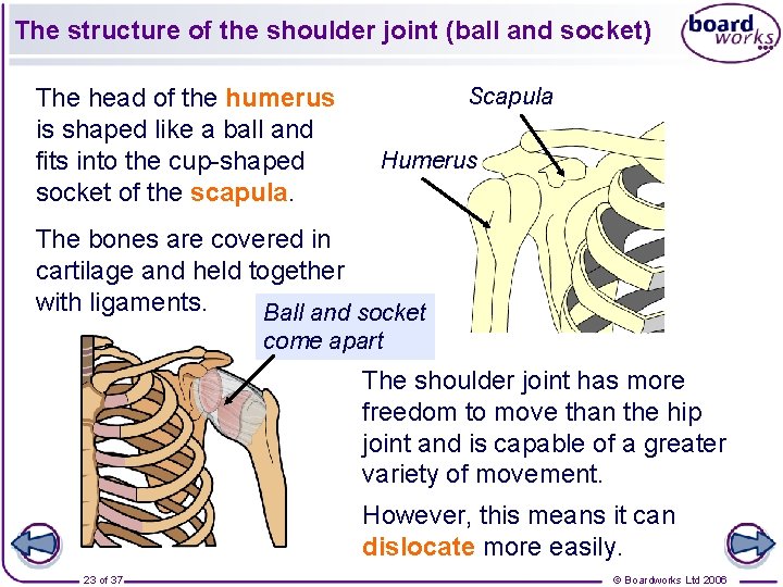 The structure of the shoulder joint (ball and socket) The head of the humerus
