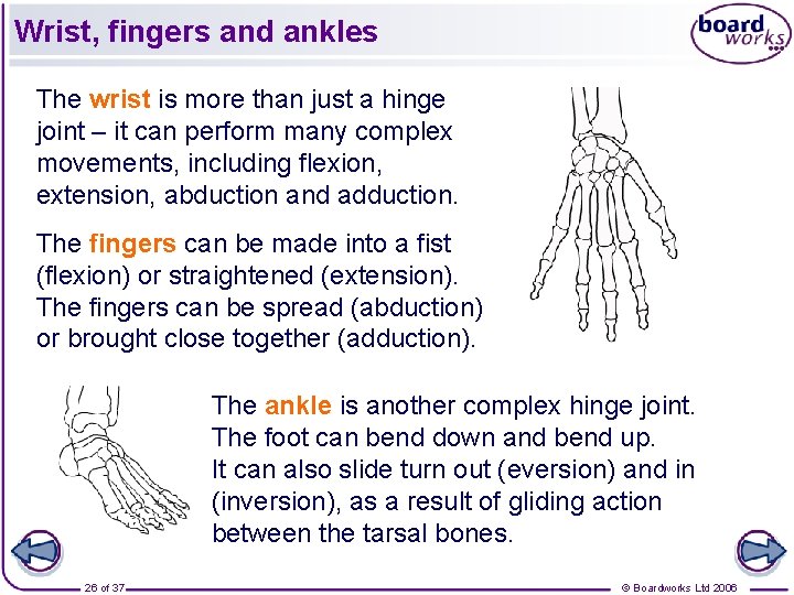 Wrist, fingers and ankles The wrist is more than just a hinge joint –