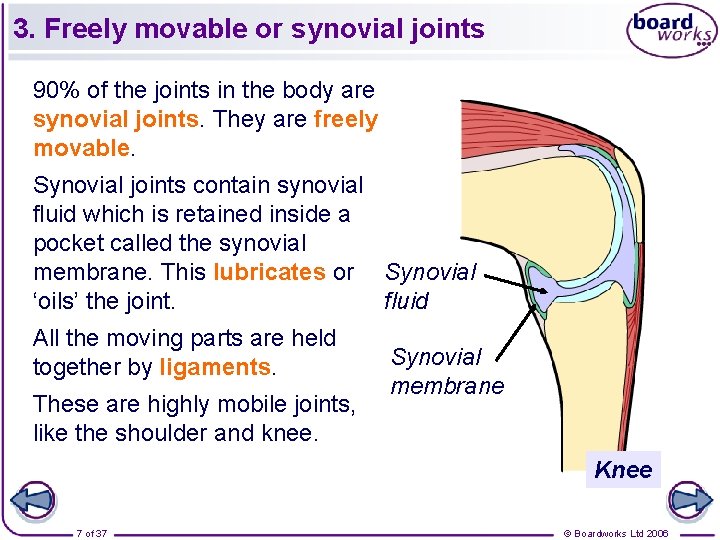 3. Freely movable or synovial joints 90% of the joints in the body are