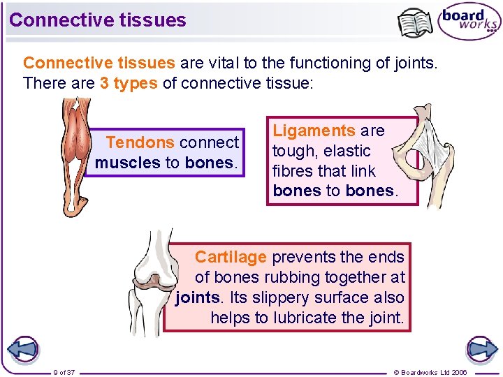 Connective tissues are vital to the functioning of joints. There are 3 types of