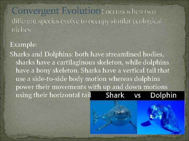 Convergent Evolution: occurs when two different species evolve to occupy similar ecological niches Example:
