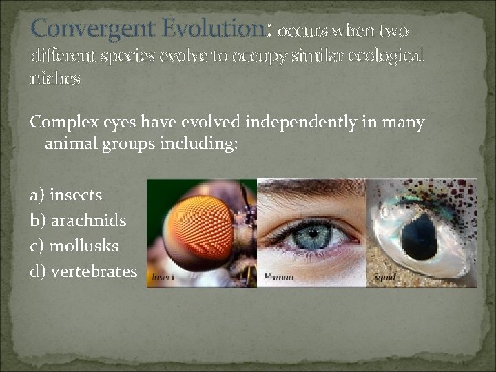 Convergent Evolution: occurs when two different species evolve to occupy similar ecological niches Complex