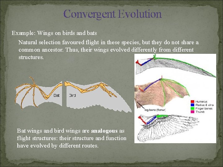 Convergent Evolution Example: Wings on birds and bats Natural selection favoured flight in these