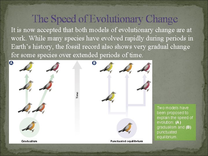 The Speed of Evolutionary Change It is now accepted that both models of evolutionary