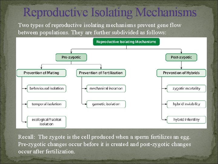Reproductive Isolating Mechanisms Two types of reproductive isolating mechanisms prevent gene flow between populations.