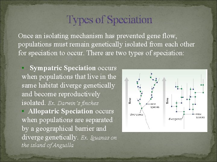 Types of Speciation Once an isolating mechanism has prevented gene flow, populations must remain