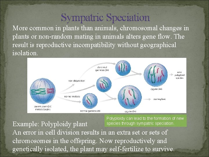 Sympatric Speciation More common in plants than animals, chromosomal changes in plants or non-random