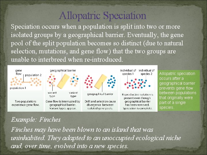 Allopatric Speciation occurs when a population is split into two or more isolated groups