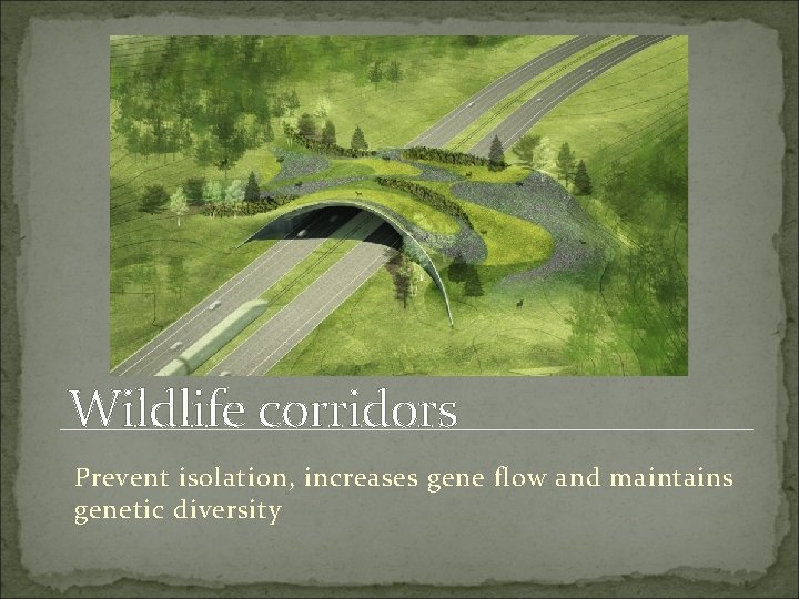 Wildlife corridors Prevent isolation, increases gene flow and maintains genetic diversity 