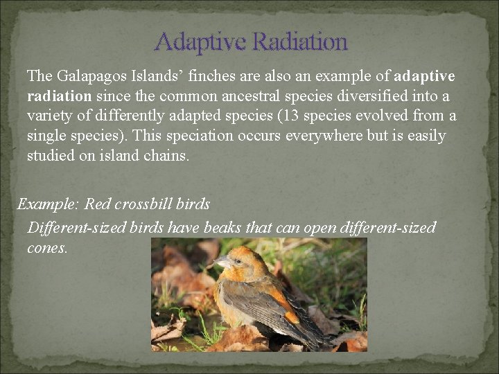 Adaptive Radiation The Galapagos Islands’ finches are also an example of adaptive radiation since