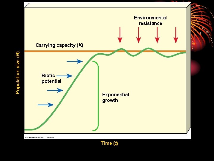 Environmental resistance Population size (N) Carrying capacity (K) Biotic potential Exponential growth Time (t)