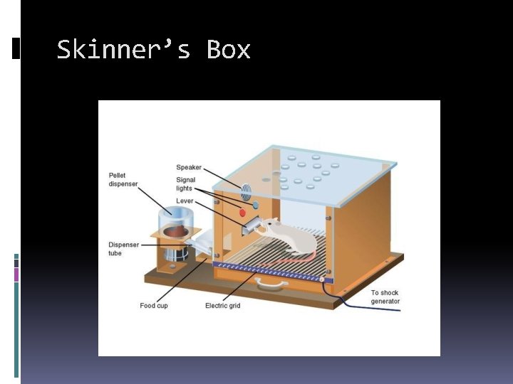 Skinner’s Box 