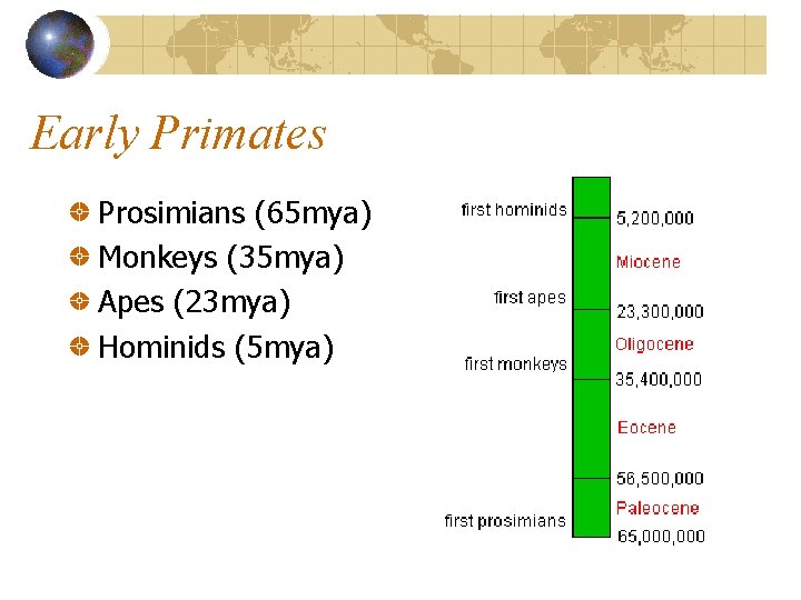 Early Primates Prosimians (65 mya) Monkeys (35 mya) Apes (23 mya) Hominids (5 mya)