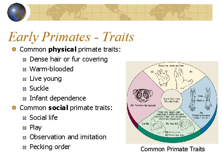 Early Primates - Traits Common physical primate traits: Dense hair or fur covering Warm-blooded