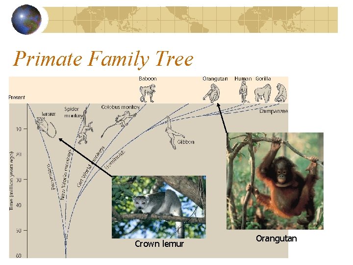 Primate Family Tree Crown lemur Orangutan 