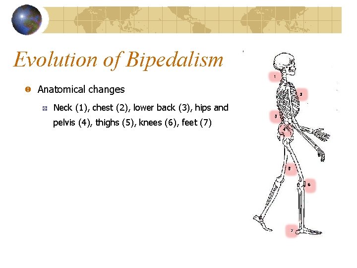 Evolution of Bipedalism Anatomical changes Neck (1), chest (2), lower back (3), hips and