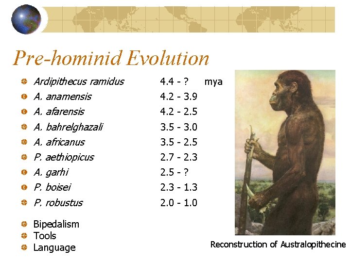 Pre-hominid Evolution Ardipithecus ramidus A. anamensis A. afarensis A. bahrelghazali A. africanus P. aethiopicus