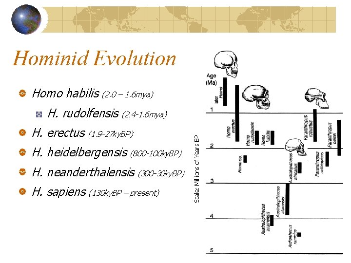 Hominid Evolution Homo habilis (2. 0 – 1. 6 mya) (2. 4 -1. 6