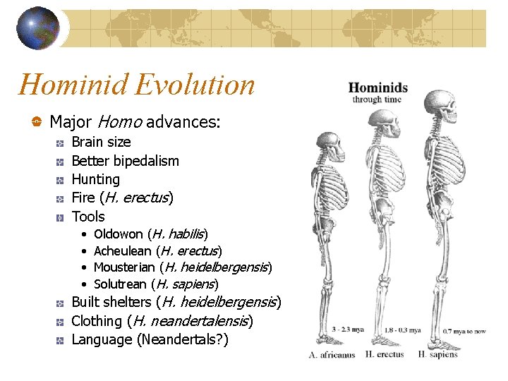 Hominid Evolution Major Homo advances: Brain size Better bipedalism Hunting Fire (H. erectus) Tools