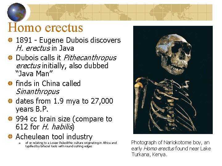 Homo erectus 1891 - Eugene Dubois discovers H. erectus in Java Dubois calls it
