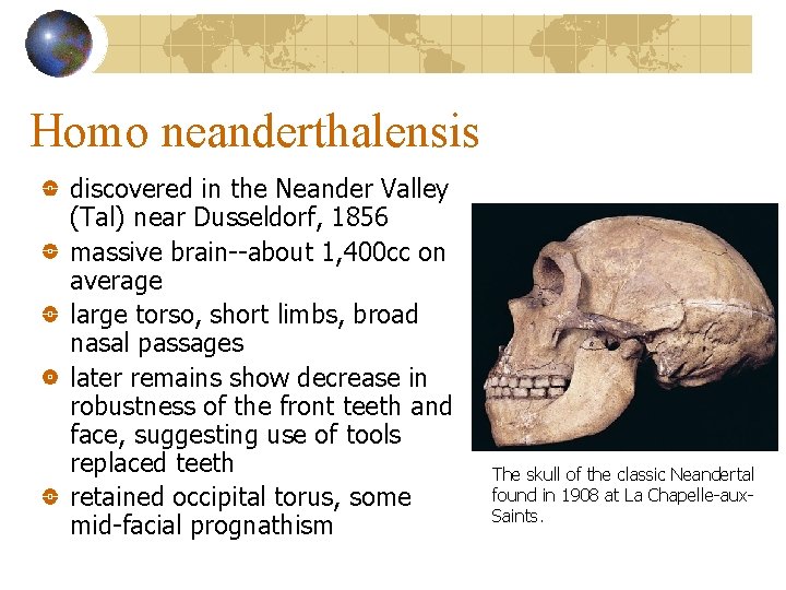 Homo neanderthalensis discovered in the Neander Valley (Tal) near Dusseldorf, 1856 massive brain--about 1,