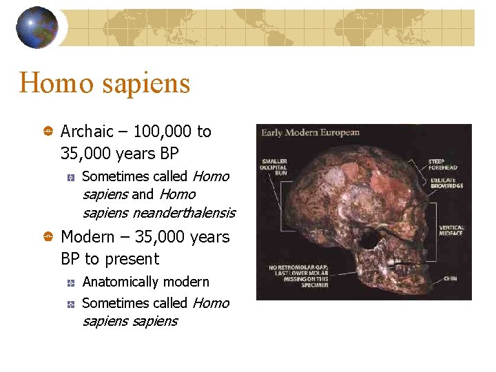 Homo sapiens Archaic – 100, 000 to 35, 000 years BP Sometimes called Homo