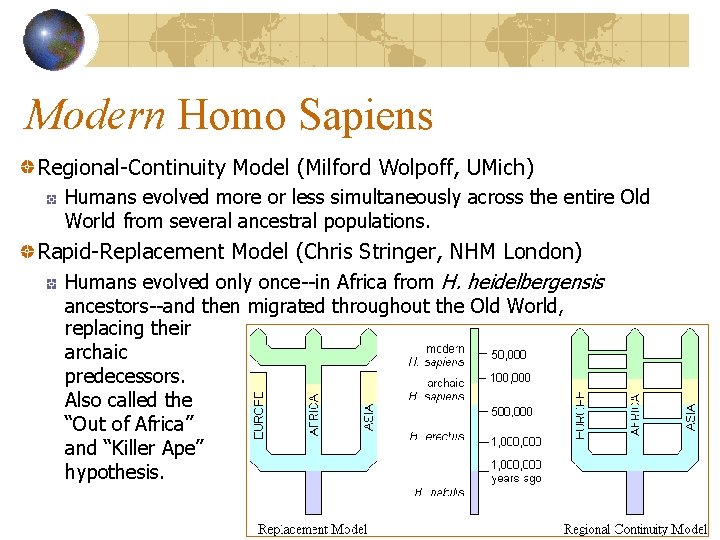 Modern Homo Sapiens Regional-Continuity Model (Milford Wolpoff, UMich) Humans evolved more or less simultaneously