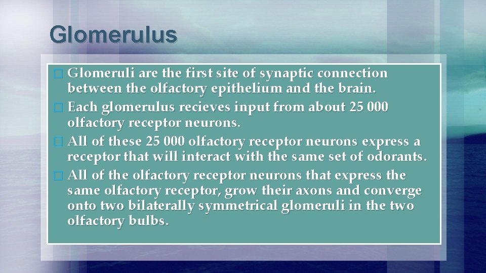 Glomerulus � Glomeruli are the first site of synaptic connection between the olfactory epithelium