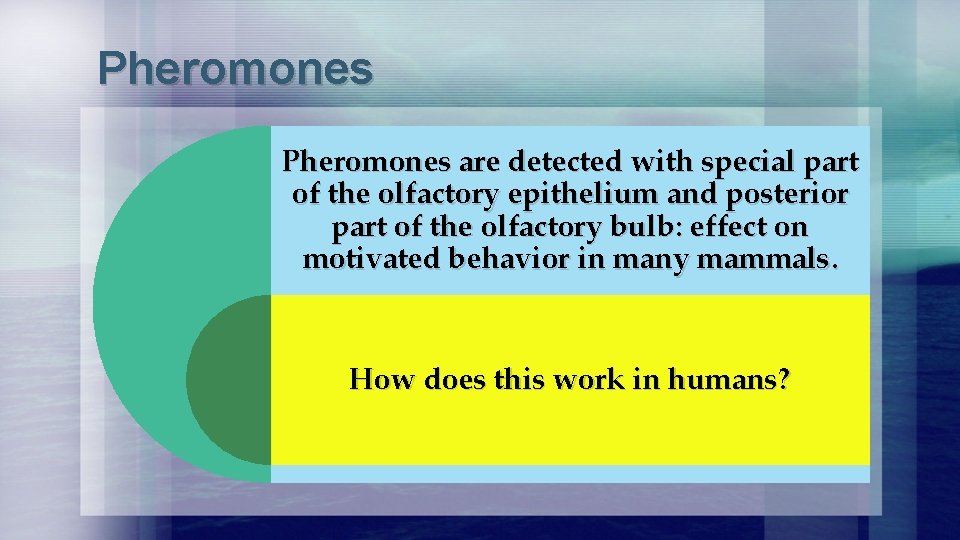 Pheromones are detected with special part of the olfactory epithelium and posterior part of