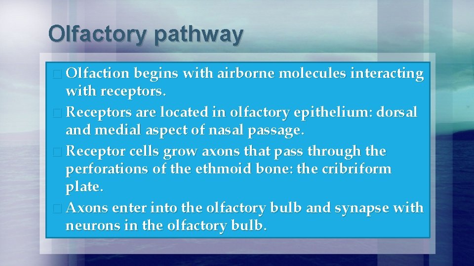 Olfactory pathway � Olfaction begins with airborne molecules interacting with receptors. � Receptors are