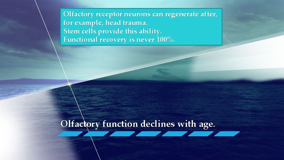 Olfactory receptor neurons can regenerate after, for example, head trauma. Stem cells provide this